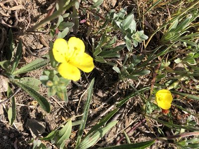 Camissoniopsis cheiranthifolia, photographed by Al Kordesch
