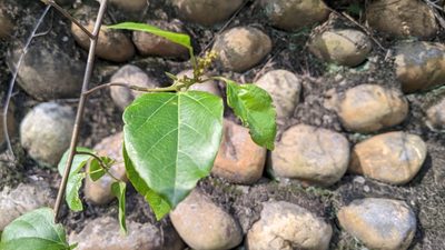 Mallotus repandus, photographed by 許文俊