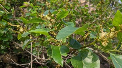 Mallotus repandus, photographed by 許文俊