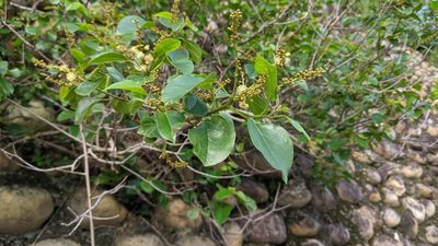 Mallotus repandus, photographed by 許文俊