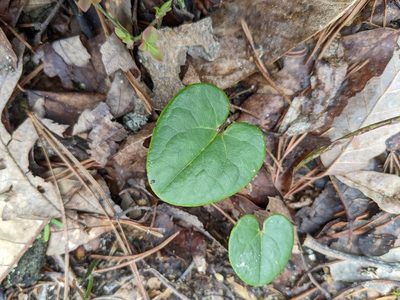 Asarum heterophyllum, photographed by Zac Peterson