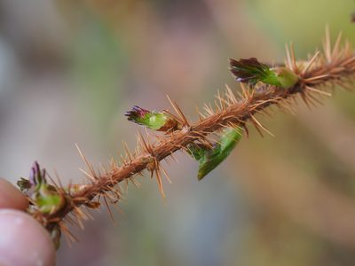 Ribes lacustre, photographed by Peter Abrahamsen