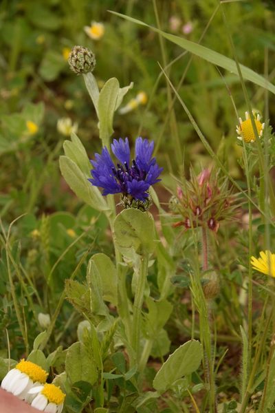 Centaurea cyanoides, photographed by Mitch Van Dyke