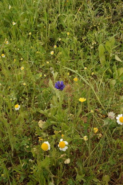 Centaurea cyanoides, photographed by Mitch Van Dyke