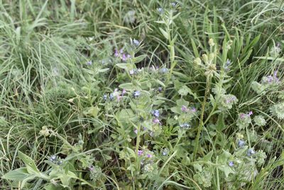 Buglossoides tenuiflora, photographed by Сергей Крыленко