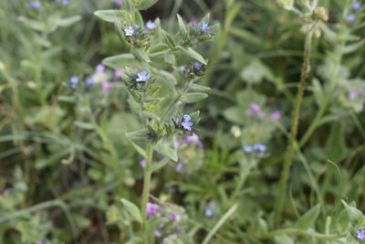 Buglossoides tenuiflora, photographed by Сергей Крыленко