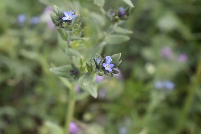 Buglossoides tenuiflora, photographed by Сергей Крыленко