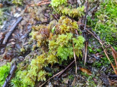 Sphagnum compactum, photographed by Zac Peterson