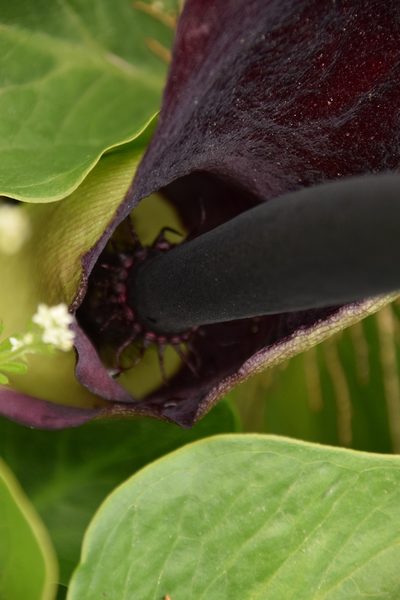 Arum palaestinum, photographed by Mitch Van Dyke