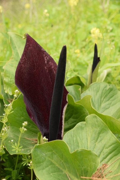 Arum palaestinum, photographed by Mitch Van Dyke