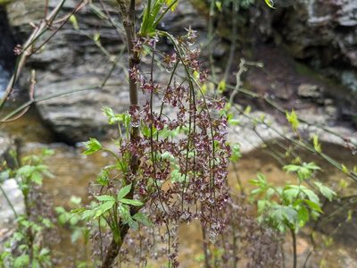 Xanthorhiza simplicissima, photographed by Zac Peterson