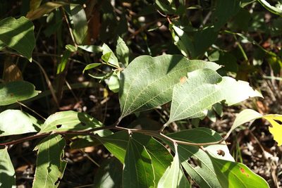 Acacia flavescens, photographed by Greg Tasney