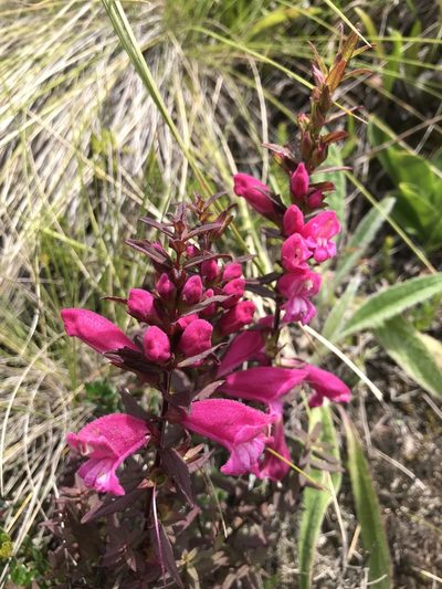 Lamourouxia virgata, photographed by Ben Pritchard