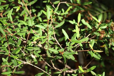 Phebalium woombye, photographed by Greg Tasney