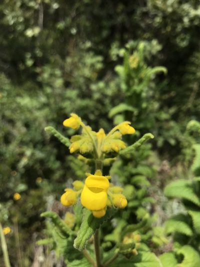 Calceolaria crenata, photographed by Ben Pritchard