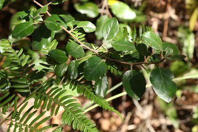 Petalostigma pubescens, photographed by Greg Tasney
