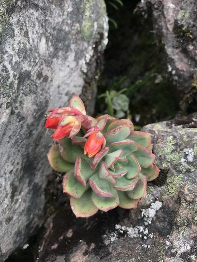 Echeveria quitensis, photographed by Ben Pritchard