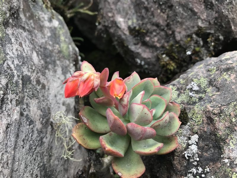 Echeveria quitensis, photographed by Ben Pritchard