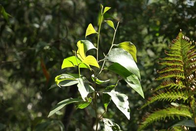 Acacia flavescens, photographed by Greg Tasney