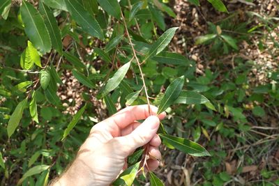 Elaeocarpus reticulatus, photographed by Greg Tasney
