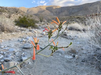 Justicia californica, photographed by Ellen C Lovelidge