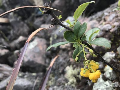 Berberis hallii, photographed by Ben Pritchard