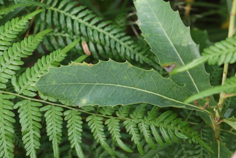 Xylomelum salicinum, photographed by Greg Tasney