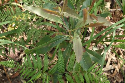 Xylomelum salicinum, photographed by Greg Tasney