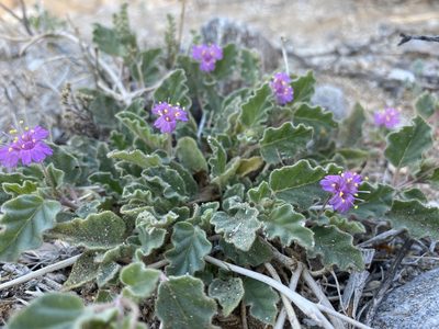Allionia incarnata, photographed by Ellen C Lovelidge
