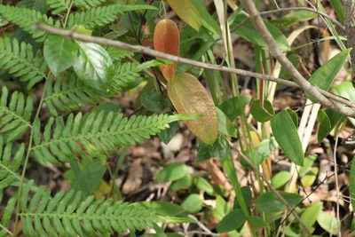Smilax glyciphylla, photographed by Greg Tasney