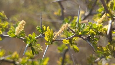 Vachellia rigidula, photographed by Alan Rockefeller