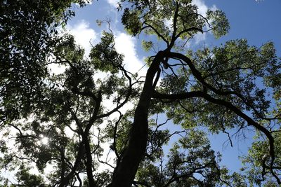 Corymbia intermedia, photographed by Greg Tasney