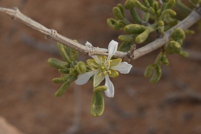 Zygophyllum dumosum, photographed by Mitch Van Dyke