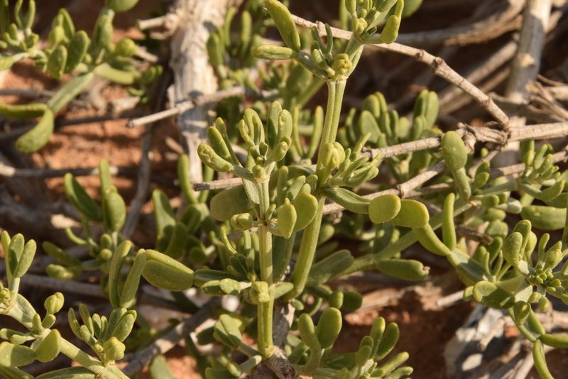 Zygophyllum dumosum, photographed by Mitch Van Dyke