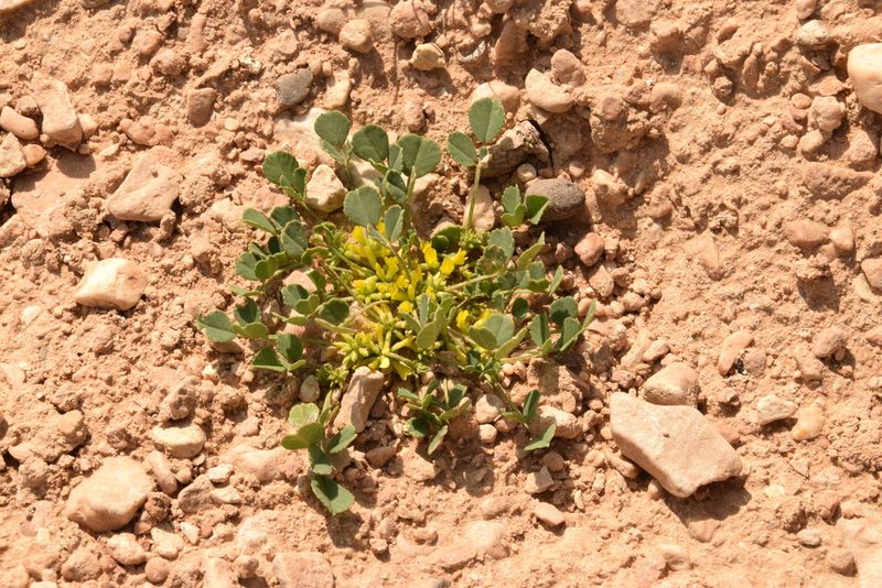 Trigonella stellata, photographed by Mitch Van Dyke