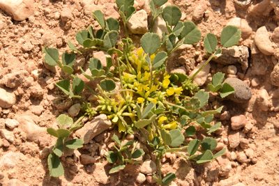 Trigonella stellata, photographed by Mitch Van Dyke