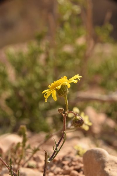 Senecio glaucus, photographed by Mitch Van Dyke