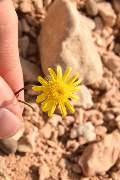 Senecio glaucus, photographed by Mitch Van Dyke