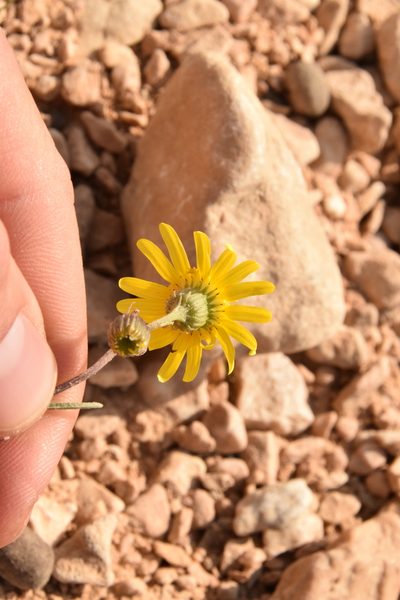 Senecio glaucus, photographed by Mitch Van Dyke