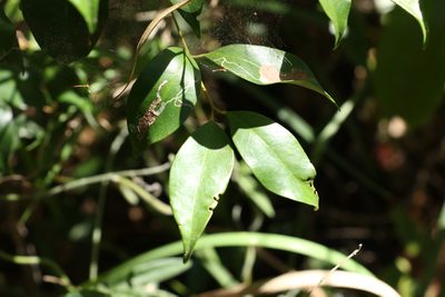 Syzygium oleosum, photographed by Greg Tasney