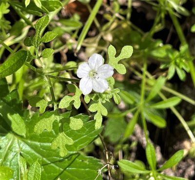 Nemophila heterophylla, photographed by Roger Raiche