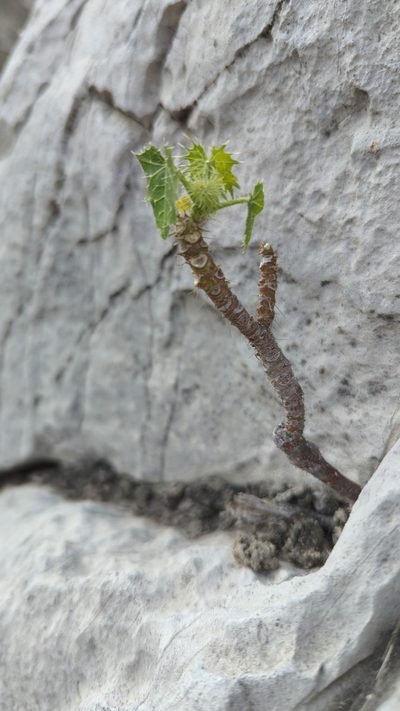 Cnidoscolus rotundifolius, photographed by Alan Rockefeller