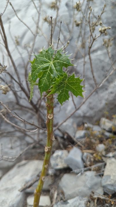 Cnidoscolus rotundifolius, photographed by Alan Rockefeller