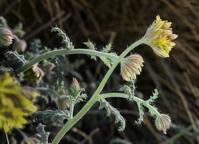 Cevallia sinuata, photographed by Alan Rockefeller
