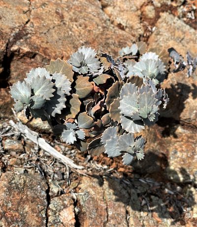 Streptanthus morrisonii, photographed by Roger Raiche
