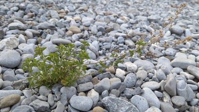 Brickellia laciniata, photographed by Alan Rockefeller