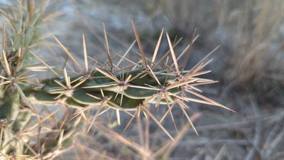 Cylindropuntia imbricata, photographed by Alan Rockefeller