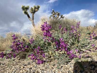 Astragalus lentiginosus, photographed by Ellen C Lovelidge