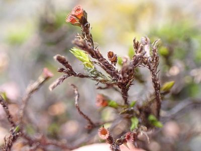 Schistidium rivulare, photographed by Randal