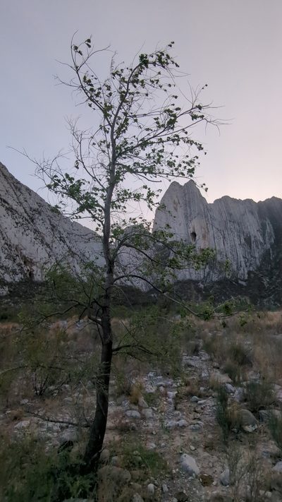 Populus mexicana, photographed by Alan Rockefeller